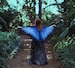 Blue Morpho Butterfly cape wings - Butterfly Wings Blue Morpho scarf Festival Clothing 