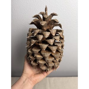 Szyszka sosnowa Giant Coulter 7-10 cali