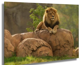 Majestic Lion Photo Print: African Safari Wildlife Wall Art