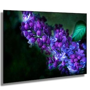 Lila Flieder Blumen Druck – Botanische Wandkunst, Frühlingsblumen Fotografie, Natur Blossom Decor, Brenda Beatty