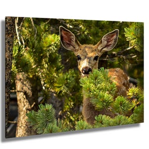 Stampa fotografica di un cerbiatto nascosto tra i pini / Stampa artistica da parete con cervi del South Pass, Wyoming / Decorazione fotografica di animali della natura