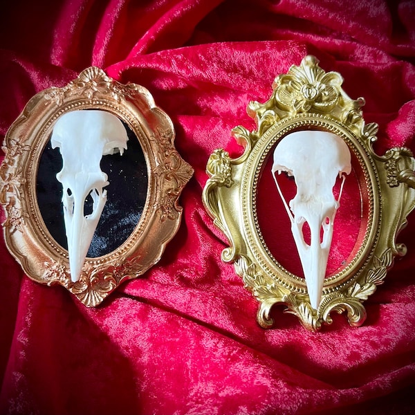 Framed real crow skull wall hanging in an ornate frame dark academia red and black velvet