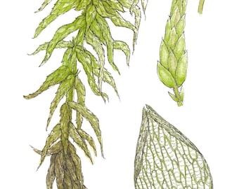 A5 Giclée Print - Sphagnum Moss