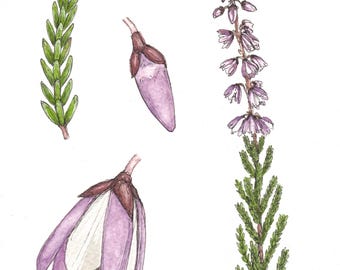 A5 Giclée Print - Heather