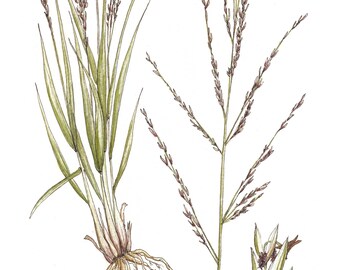 A5 Giclée Print - Purple Moor Grass