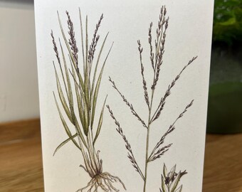 A6 Greetings Card - Purple Moor Grass