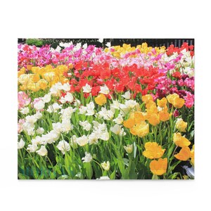 Puede incluir: Un rompecabezas con un campo vibrante de tulipanes en plena floración. Las piezas del rompecabezas muestran una colorida variedad de flores rojas, amarillas, rosas y blancas, sobre un fondo de follaje verde. El rompecabezas completo mide aproximadamente 50 cm por 76 cm.
