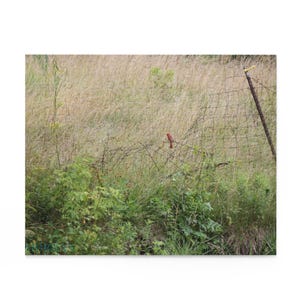 Rompecabezas de escenas naturales: 120, 252 y 500 piezas, ideal para amantes de las aves, juegos familiares, relajación y regalo.