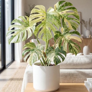 monstera adansonii bolivia Monstera Adansonii Swiss Cheese Vine – Plant Club main image 1