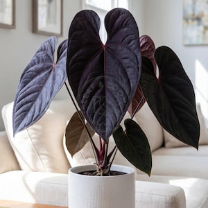Antherium Red Spider Tc Anthurium Yellow Bell × Red Chocolate 希少