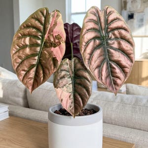 Alocasia Cuprea Pink Mint Variegated - Etsy