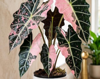 その他観葉植物 Alocasia Polly Aurea TC Variegated Alocasia Polly Aurea Starter Plant GH1 (ALL STARTER