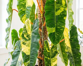 US Seller | Philodendron Billietiae Variegated Tissue Culture (1 pack) Rare Aroid High Contrast Variegation Collector Grade Tissue Culture