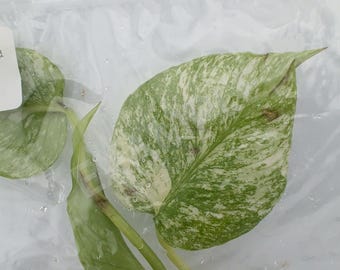 May include: A variegated pothos plant cutting with heart-shaped leaves featuring a marbled pattern of white and light green. The plant is enclosed in a clear plastic bag with visible moisture droplets and a small white circular tag attached to the stem.