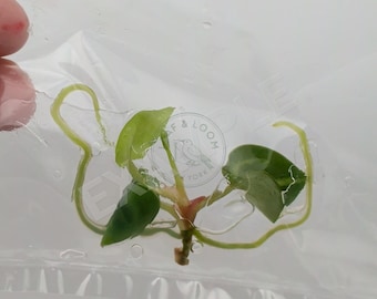 May include: A small plant cutting with green heart-shaped leaves and long, thin roots, sealed inside a clear plastic bag. The plant stem shows a light pinkish hue at the base, and the roots extend outward on both sides within the transparent packaging.