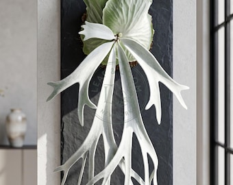 Platycerium Jenny, TC - Etsy