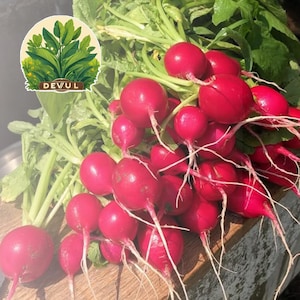 Cherry Belle Radish Seeds, NON-GMO, ORGANIC
