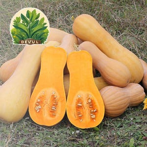 Winterbutternut Kürbiskerne | NON-GMO Squash-Samen