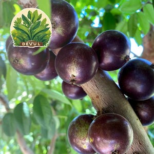 Grimal Jaboticaba Plinia sp. Planta Muda de Uva Peluda de Alagoas