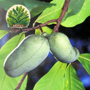 5 Paw Paw FRUIT TREE Indian Banana Asimina Triloba Flower Seeds *Flat s/h