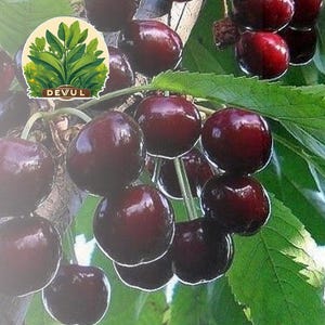 25 Black Cherry Prunus Serotina Tree Seeds to Grow Cherry Trees