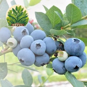 British Columbia Blueberries Highbush Plant -50 Seeds -