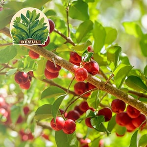 3 Barbados Cherry Tree Malpighia Emarginata Live Starter Plant Fruit Edible