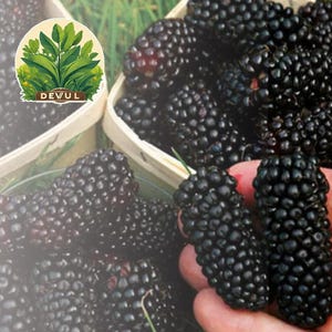 Black Foot Berry-Morus Nigra-Black Mulberry 200Pcs Seeds Fruit tree seeds