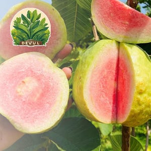 100 Guava Fruit Tree Seeds for Planting Exotic and Delicious Tropical Fruit