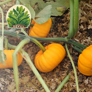 Semi di zucca Jack Be Little / Semi di zucca NON OGM