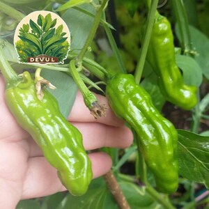 Shishito Pepper Seeds | Heirloom / Non-GMO | Free Shipping