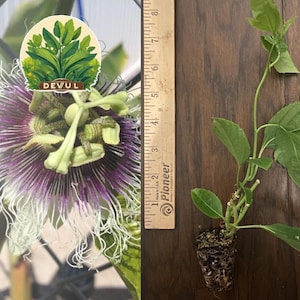 Frederick Passion Fruit (P. edulis) - 1 TC Plant/Plug -3-6 in -Edible Fruit