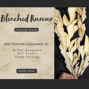 2 stems Bleached Ruscus Stems for Minimalist Wedding Bouquet, Natural Ivory Preserved Leaves UK, Dried Ruscus Foliage for Floral Crafts