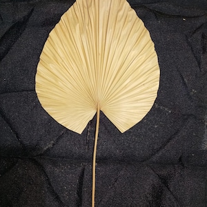 SET DI 3 lance di foglie di palma, grande decorazione da parete Boho, foglia tropicale per composizioni floreali, decorazione per la casa ecologica, regalo per lei