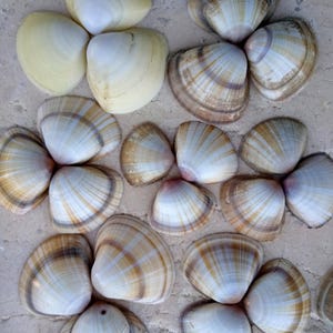 Shell mix, beach shells Mediterranean Italia, shells for decoration, crafts or art, boho, wedding decoration, nature shells, aquarium terrarium
