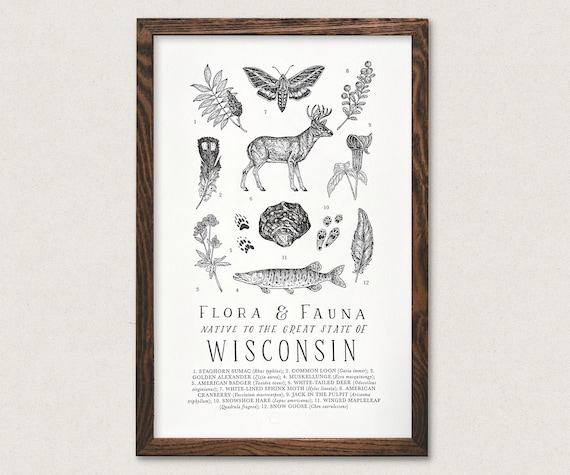 Wisconsin Wildlife Field Guide Print - WI Outdoors Flora Fauna Wall Art
