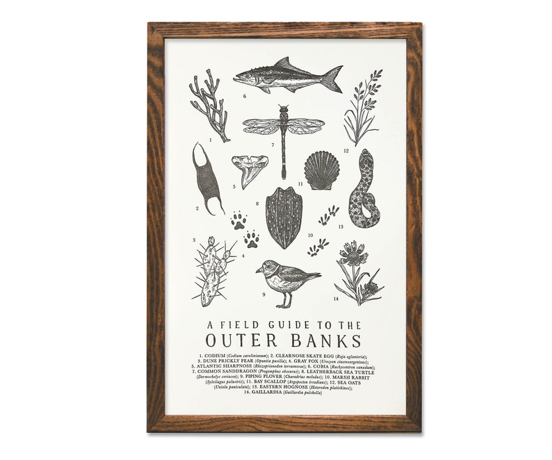 Field Guide to the Outer Banks Wildlife Print OBX Outdoors Flora Fauna Wall Art image 1