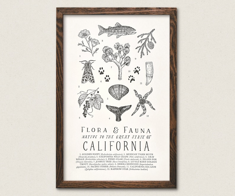 California Wildlife Field Guide Letterpress Print CA Outdoors Flora Fauna Wall Art image 1