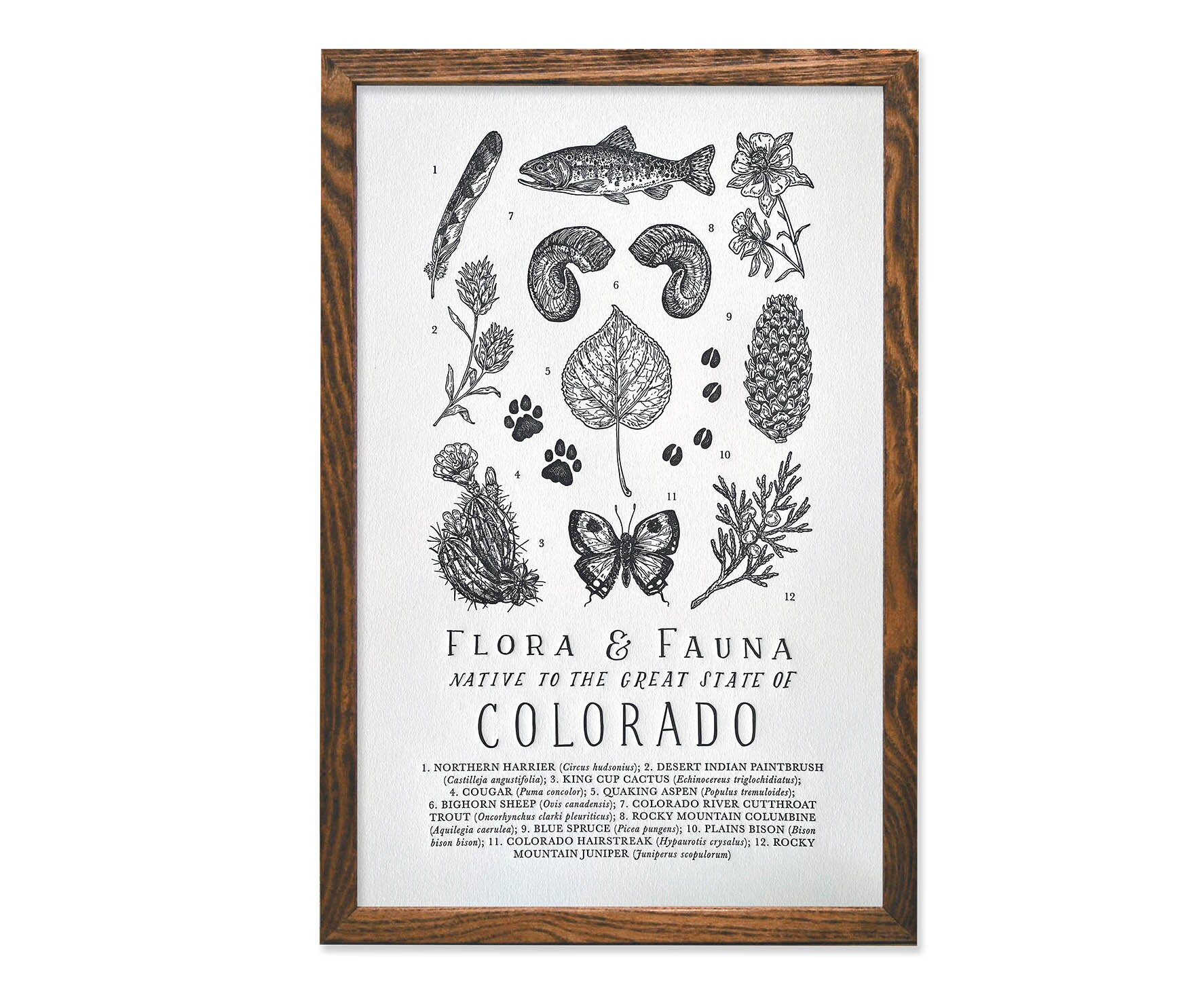 Colorado Wildlife Field Guide Print CO Outdoors Flora Fauna - Etsy