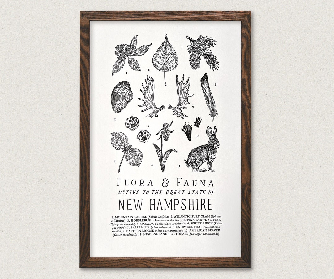 New Hampshire Wildlife Field Guide Print - NH Outdoors Flora Fauna Wall Art - Etsy