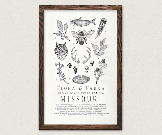 Missouri Wildlife Field Guide Print - MO Outdoors Flora Fauna Wall Art