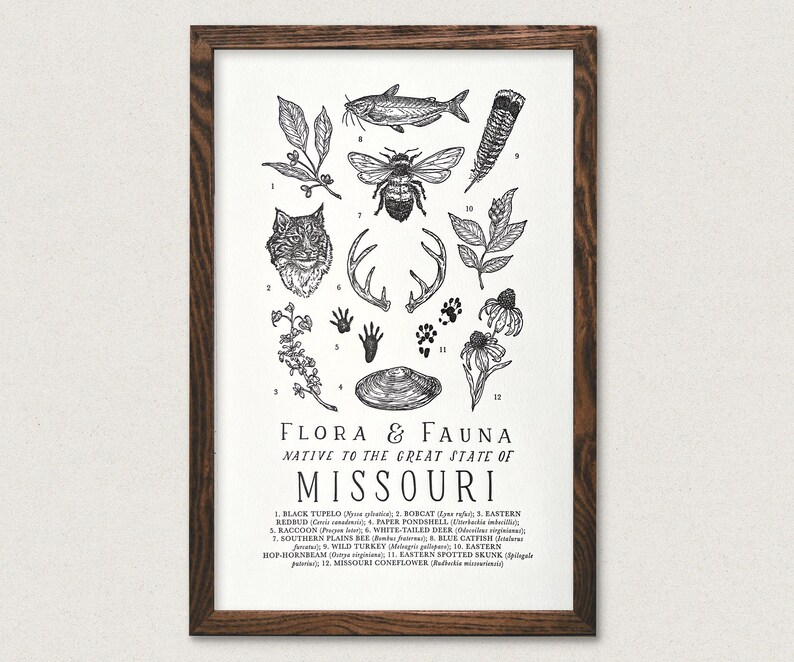 May include: Black and white illustration of flora and fauna native to the state of Missouri. The illustration includes a black tupelo tree, a redbud tree, a bobcat, a paper pondshell, a white-tailed deer, a raccoon, a southern plains bee, a blue catfish, a wild turkey, a hop-hornbeam tree, an eastern spotted skunk, and a Missouri coneflower.