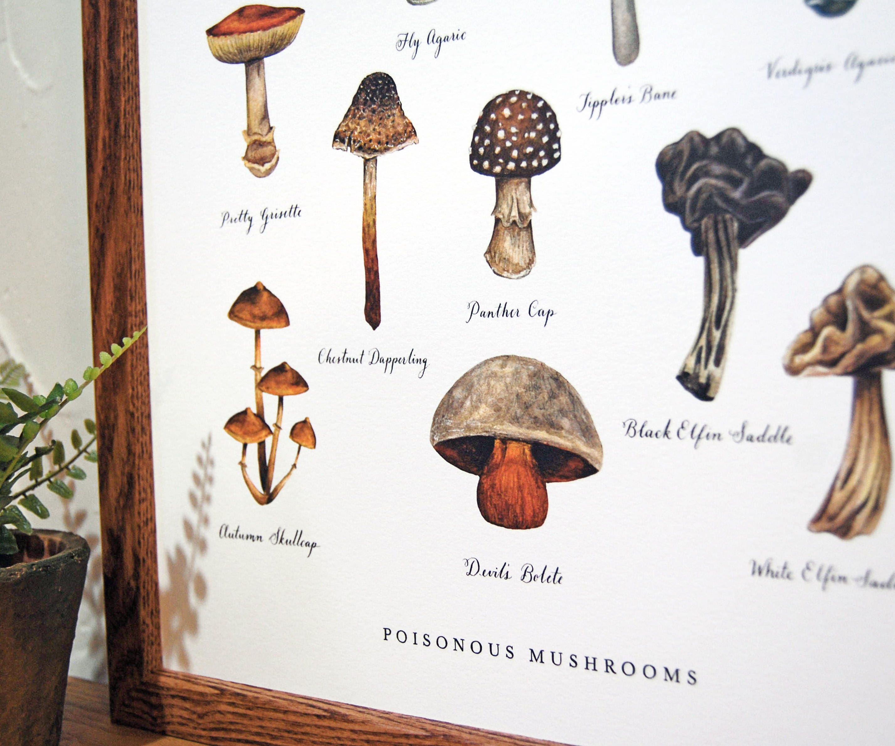 Poisonous Mushrooms 11x14 Chart Etsy