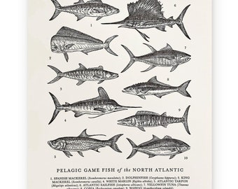 Atlantic Pelagic Fish Guide Letterpress Print