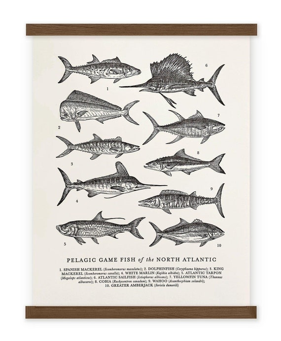 Atlantic Pelagic Fish Guide Letterpress Print