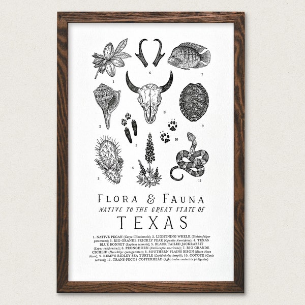 Texas Wildlife Field Guide Print - TX Outdoors Flora Fauna Wall Art