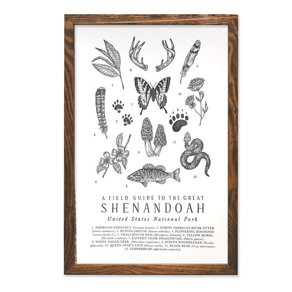 Shenandoah National Park Wildlife Field Guide Letterpress Print - SNP Outdoors Flora Fauna Wall Art