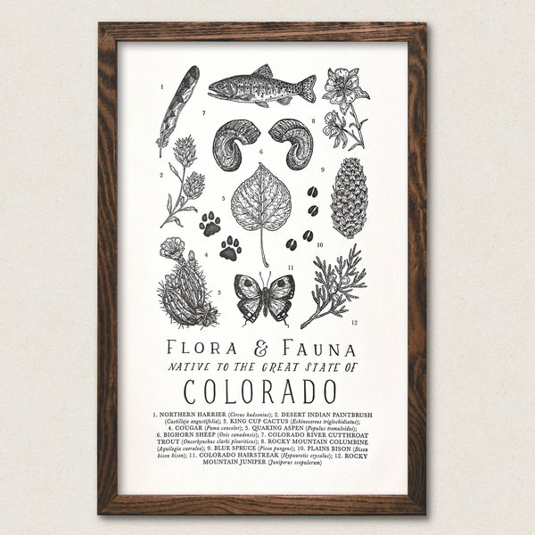 Colorado Wildlife Field Guide Print - CO Outdoors Flora Fauna Wall Art