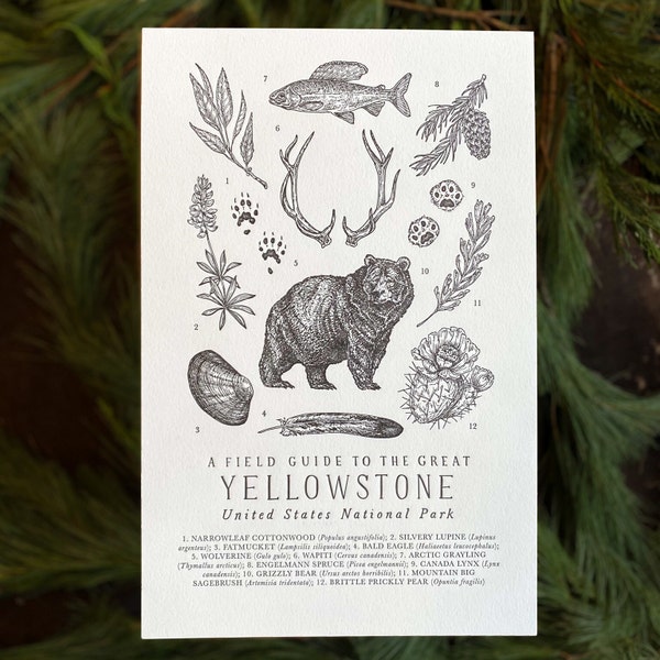 Yellowstone National Park Wildlife Field Guide Letterpress Print - YNP Outdoors Flora Fauna Wall Art