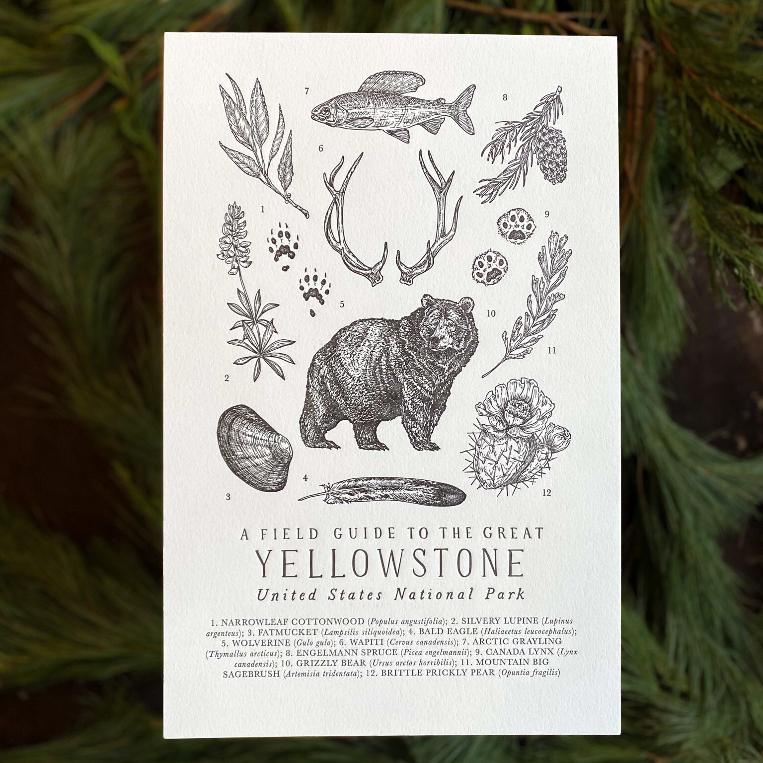 yellowstone national park wildlife field guide letterpress etsy